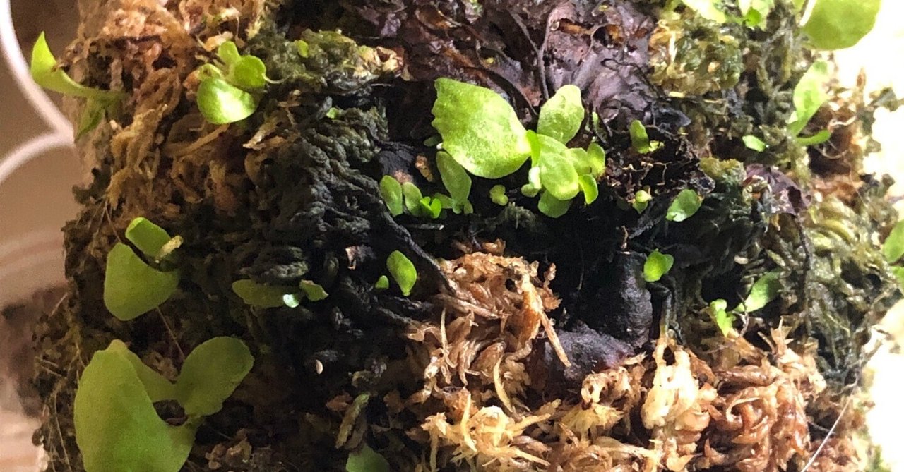 マダガスカリエンセの畑｜たおた🌵Bizarre Shore