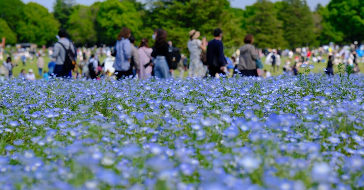 X－T5で昭和記念公園のネモフィラスナップ#144_2504｜(´・ω・｀)