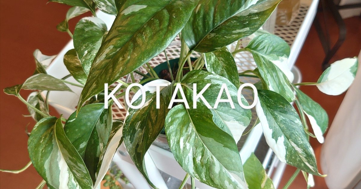 エピプレムナム ピナツム バリエガータ｜KOTAKAO