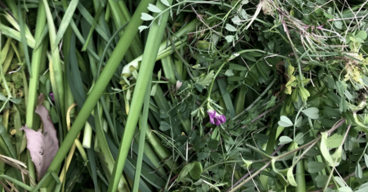 自然農Part3】雑草は敵か味方か！？ | 雑草管理の体験談と気づいたこと