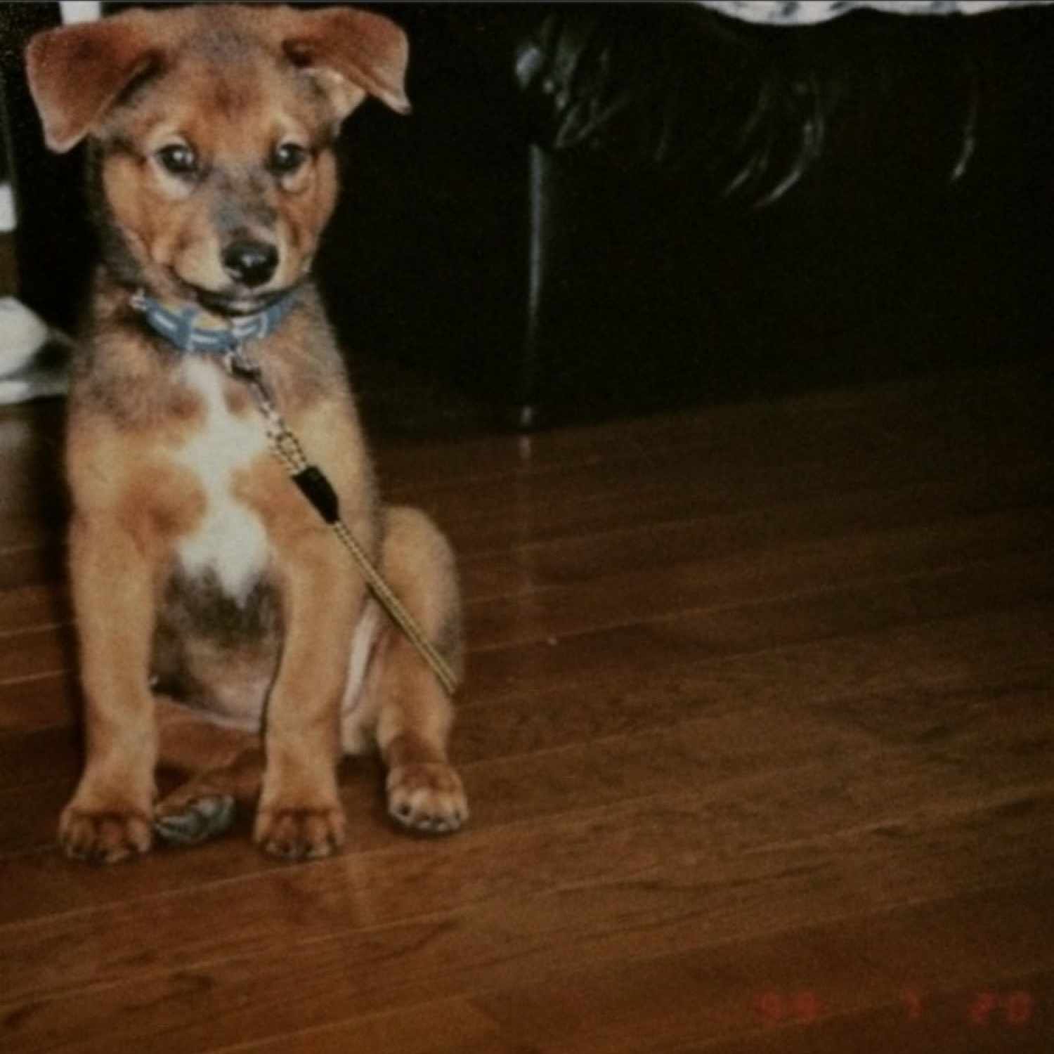 音楽レビュー】 #1 - Jejune / This Afternoons Malady｜overaaaaa