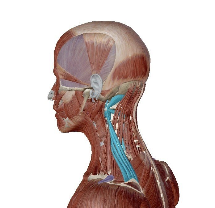 耳下の複数の筋肉