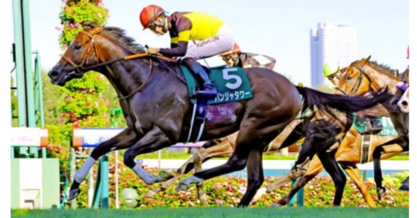 お取り置きパンジャタワー キーンランドカップ2025 キーンランドカップ2025】GⅠ馬となったパンジャタワーの復帰戦