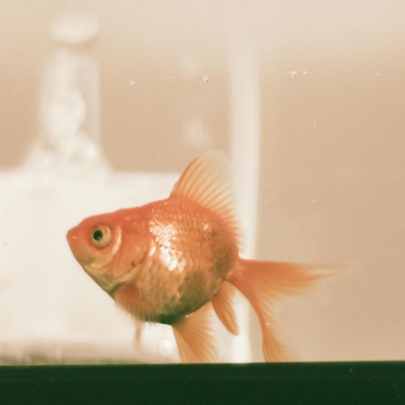 ここまでの金魚生活 彡 おでん 仮 Note ここまでの金魚生活 彡 おでん 仮 Note