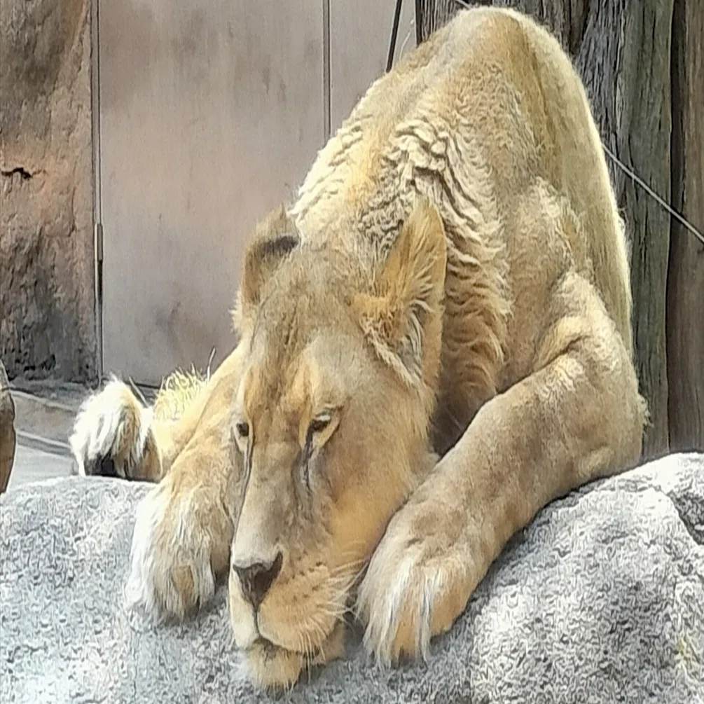 戦時中の動物園のお話（天王寺動物園）｜のぶう