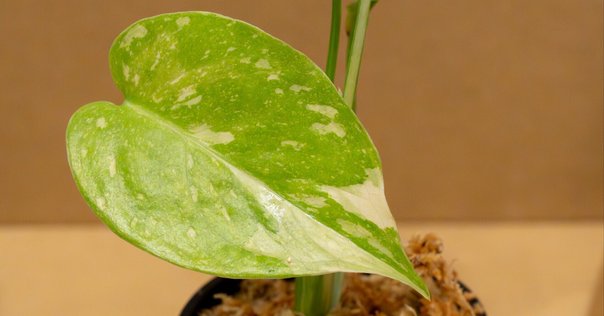 実生　コミフォラ•モンストローサ(2年目) コミフォラモンストローサ 実生2年目
