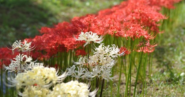 花鳥風月 mqdefault.jpg