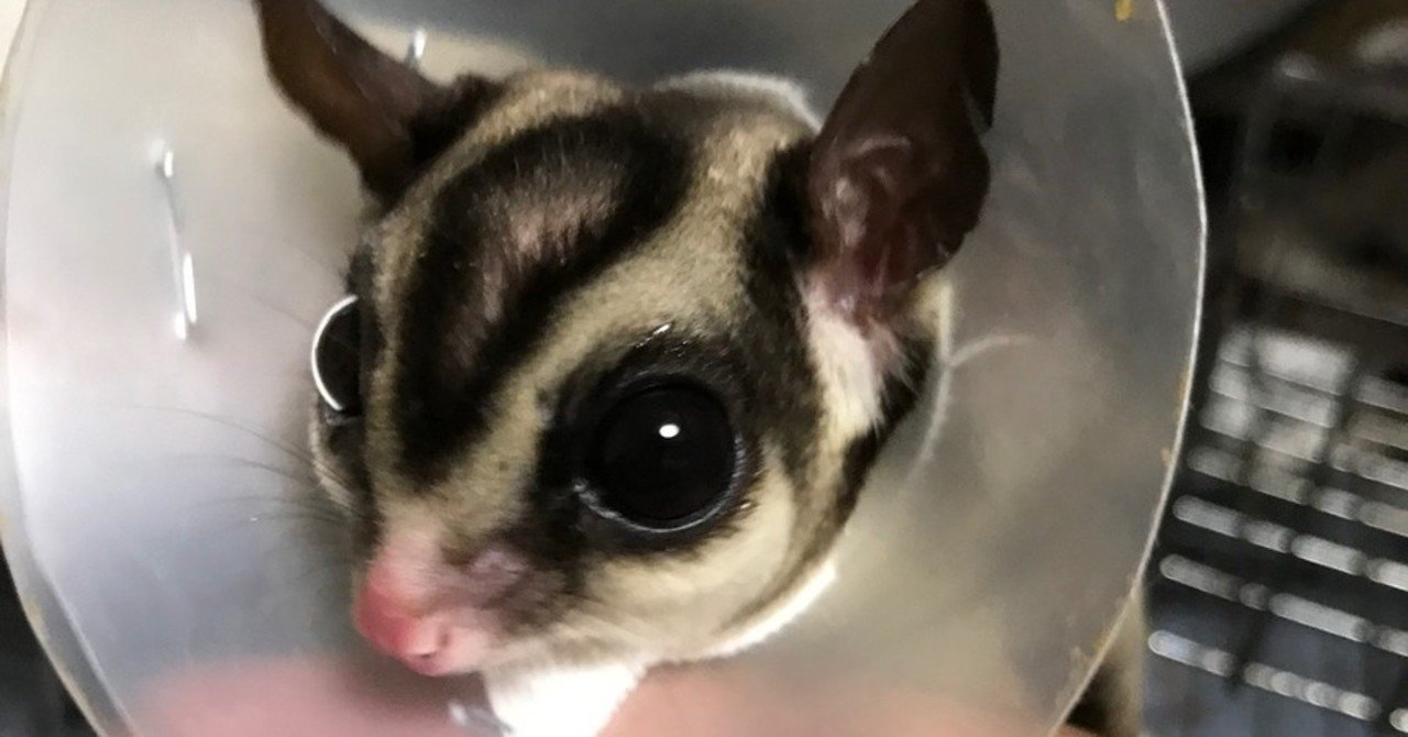 フクロモモンガ用エリザベスカラーを手作り 自作するためのメモ ゲレ Note フクロモモンガ用エリザベスカラーを手作り 自作するためのメモ ゲレ Note