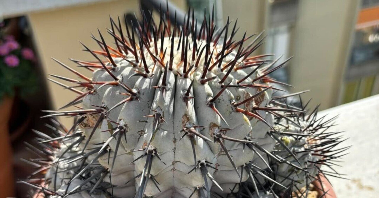 コピアポア属を白く育てる考察｜saboten_mania