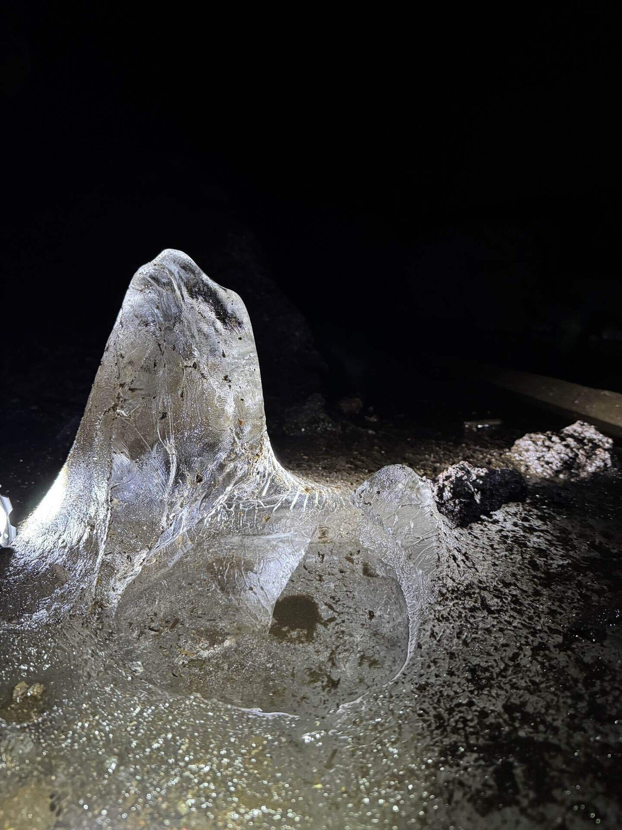 青木ヶ原樹海ツアー体験記｜“迷信”の森で感じた命のつながり｜Shoko