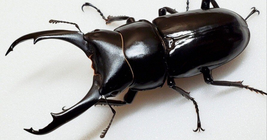 ネパールコクワガタの飼育記録【2019～2023】｜AKECHI