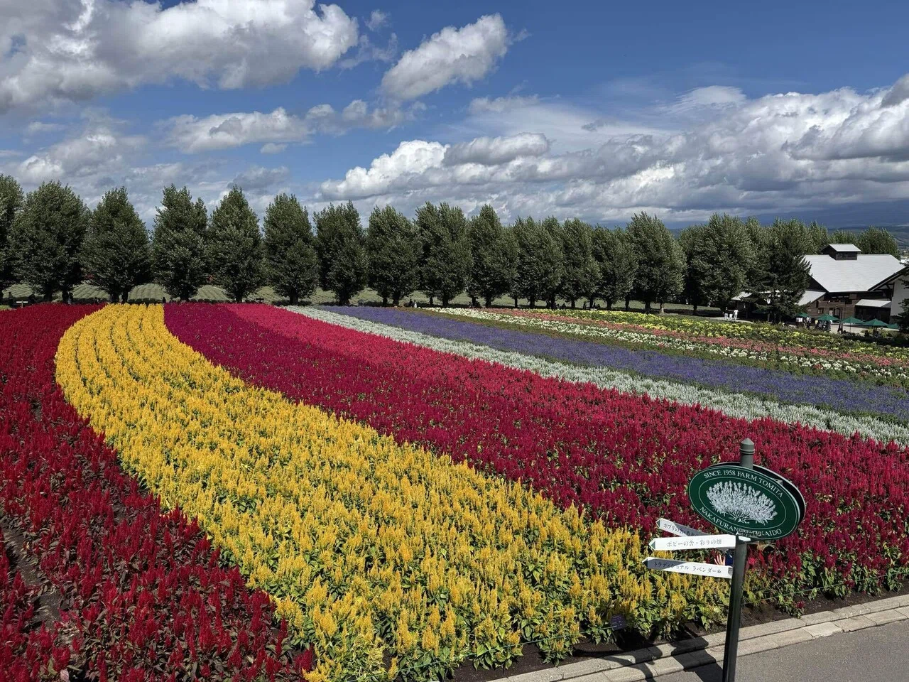 北海道#2】富良野で色とりどりの花を愛でる（2025/08）｜あんちゃん