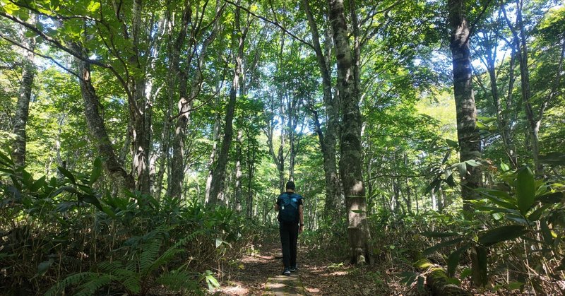 フラット登山は続くよどこまでも⑪〜東京から日帰りできるブナの森・玉原高原