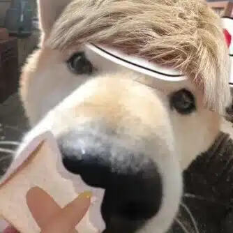 WeFiもち（MOCHI)