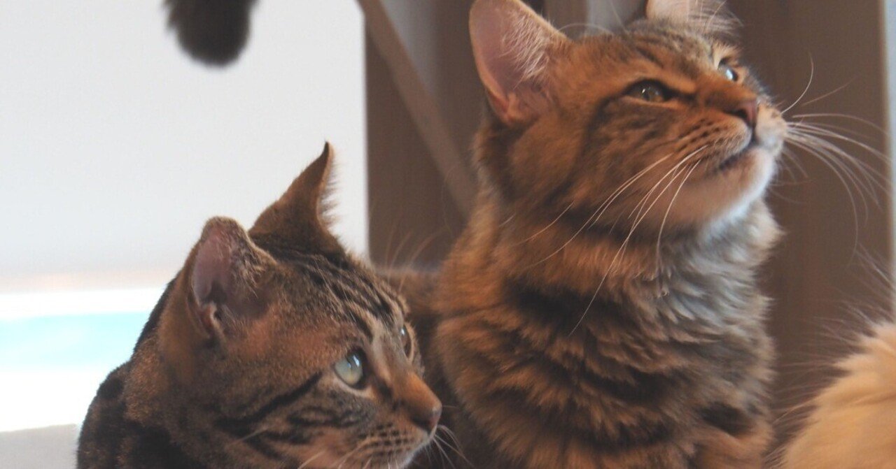 猫カフェモカ（MOCHA）姫路店のモカにゃんず2025｜M_ayumi