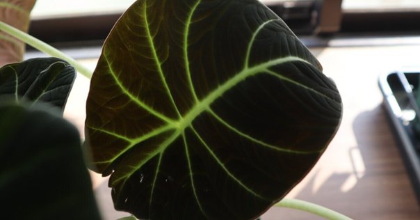 Anthurium carlablackiaeという魅力的な品種について｜Keita