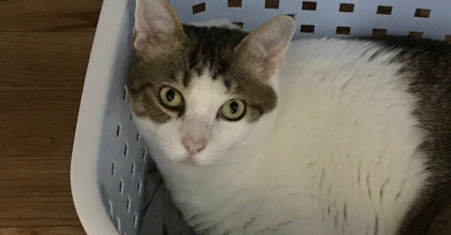 自己紹介をしようと思う、猫の。【態度と体格大きめ・キジ白編】｜うぱにま