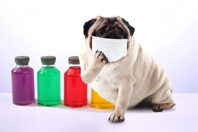 犬に薬をうまく飲ませるコツ 警戒されない方法ってある Pet Love Note 犬に薬をうまく飲ませるコツ 警戒されない方法ってある Pet Love Note