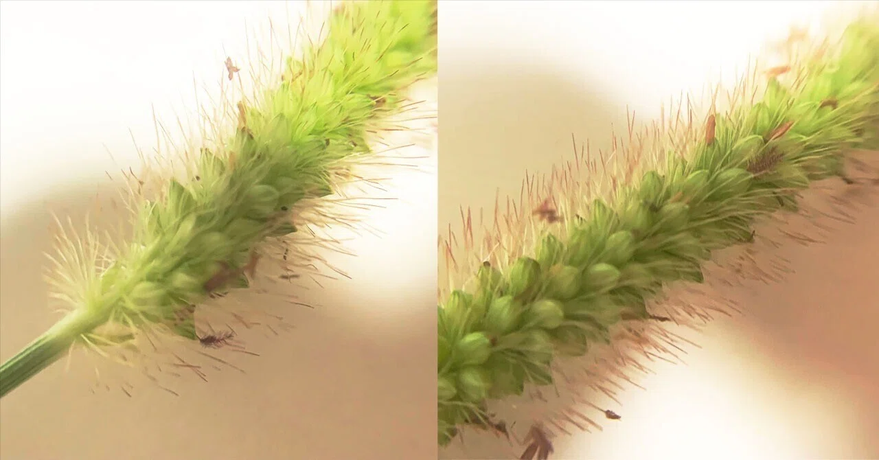 296.私的植物図鑑「エノコログサ」｜松縞しま子