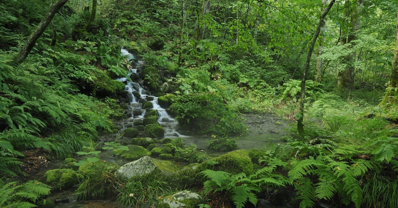 今日の奥入瀬渓流 25/8/26｜奥入瀬日和@星野リゾート