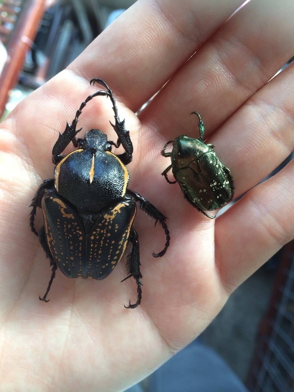 今日の虫たち。｜りんか
