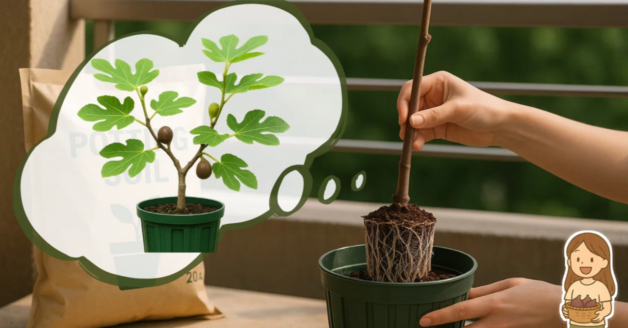 いちじく 鉢植えの植え付け完全ガイド｜時期・土・鉢サイズ｜tosamiの