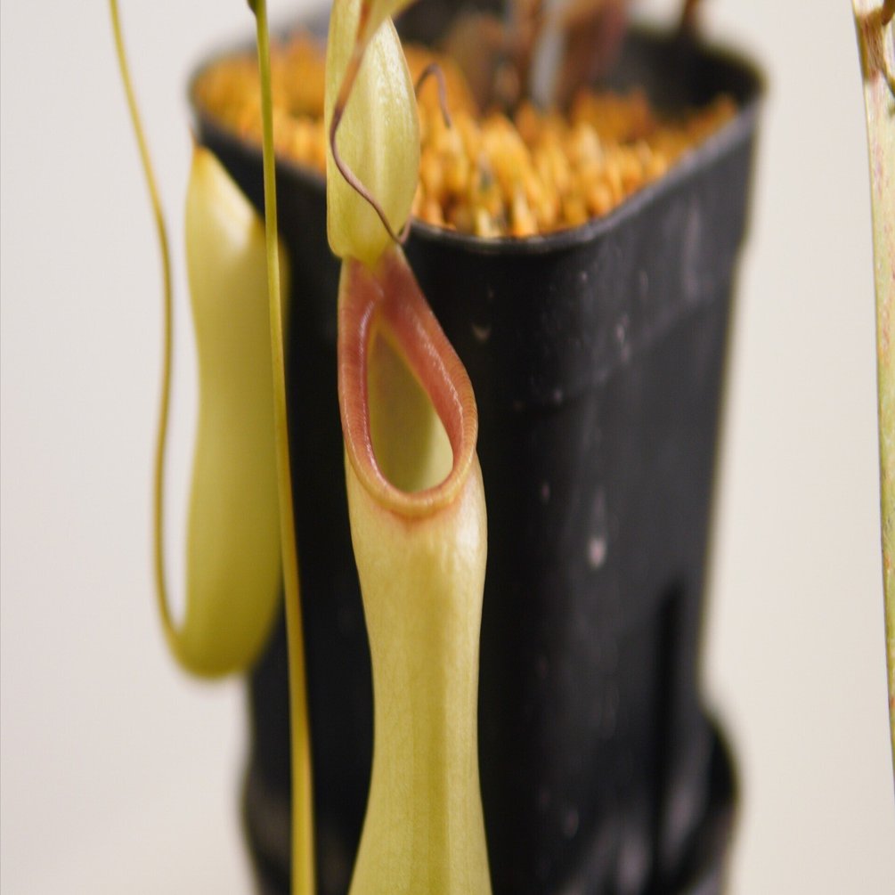 ツボ記】ベントリコーサ（在来系）｜N. ventricosa｜陶器のようなツボ