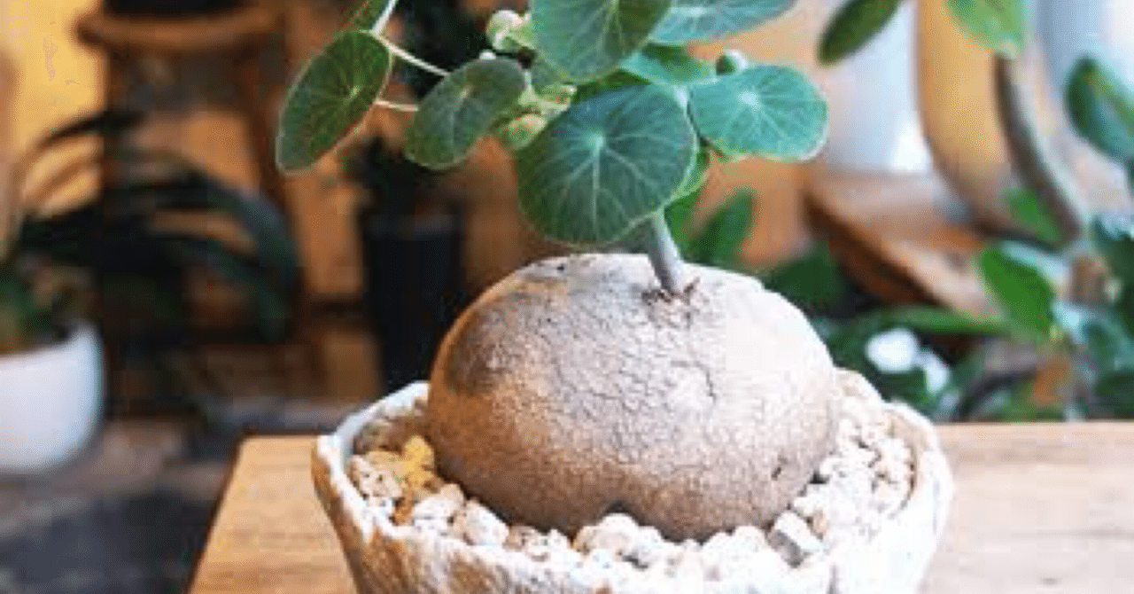 お◯ぱいプランツなんて誰が言い出したのだろうか【ステファニア