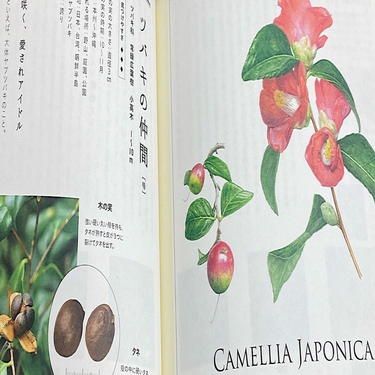 椿の種類: 椿油がとれるヤブツバキとは！？｜かたみ まき / アロマ