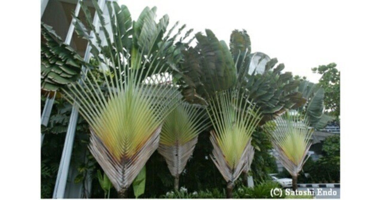 連載タビビトノキ第1回 「タビビトノキ」のような人たちの話を書い