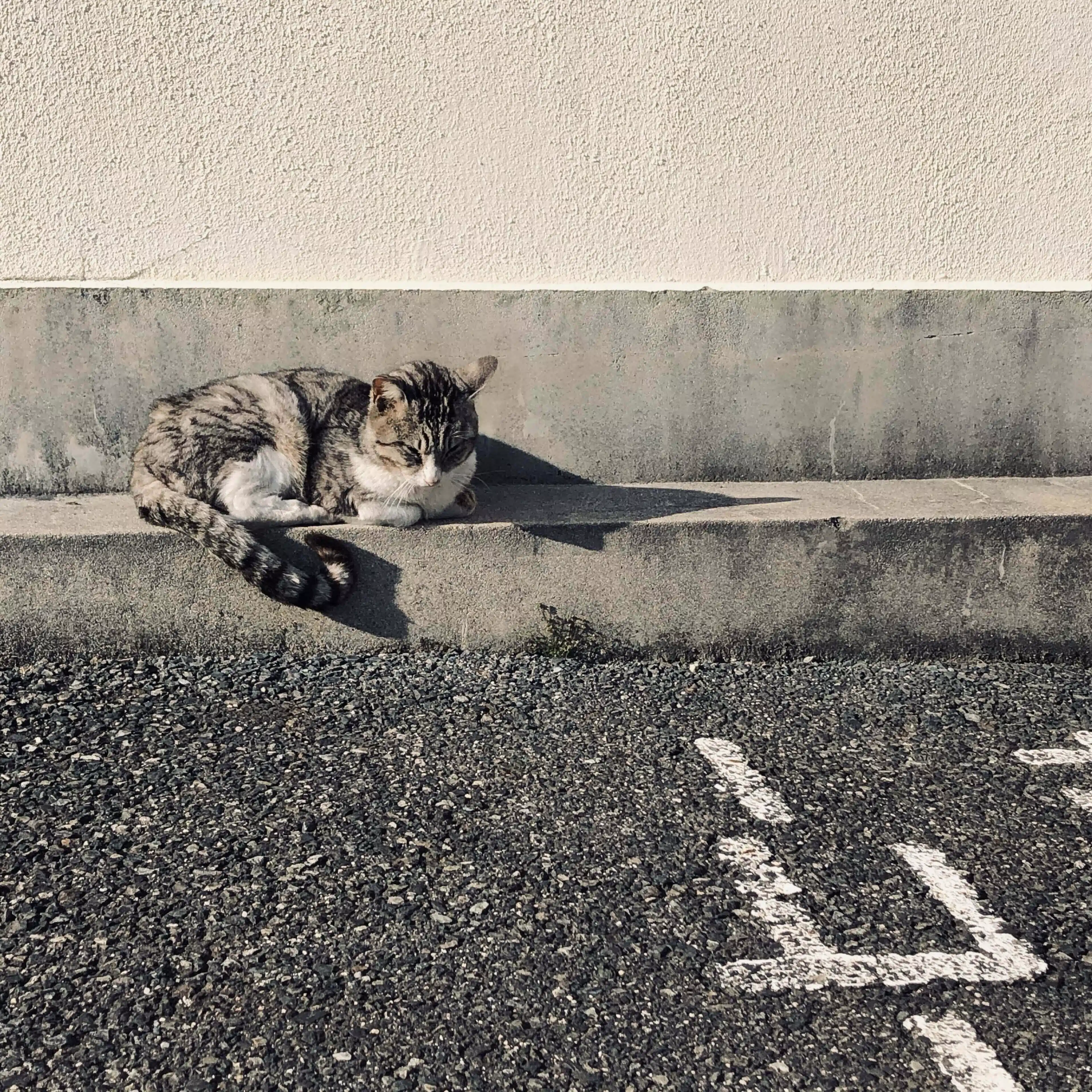 錆鯖