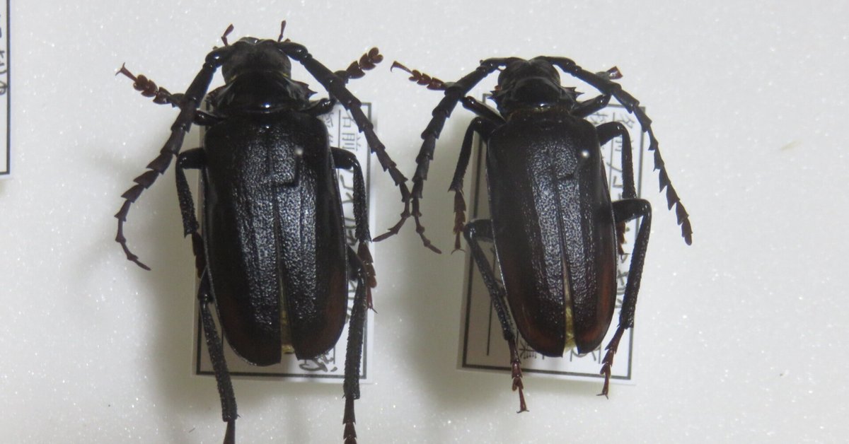 昆虫標本　カミキリムシ カミキリムシ（および甲虫）標本 8a2c2bc3d294b9ed810c7a284a862d