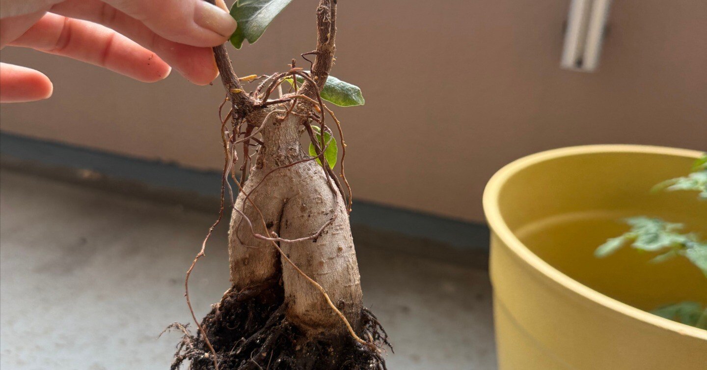 大きくなったガジュマル｜エイリ