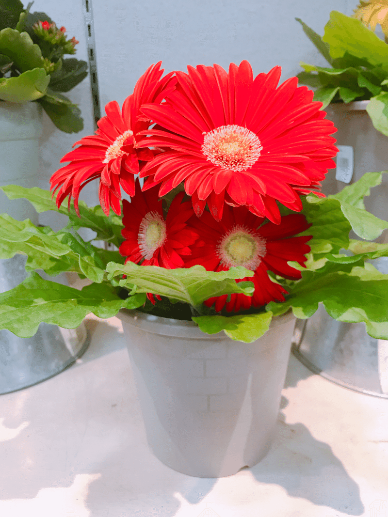 再生記 3 17 きゅう さふしゃ Note