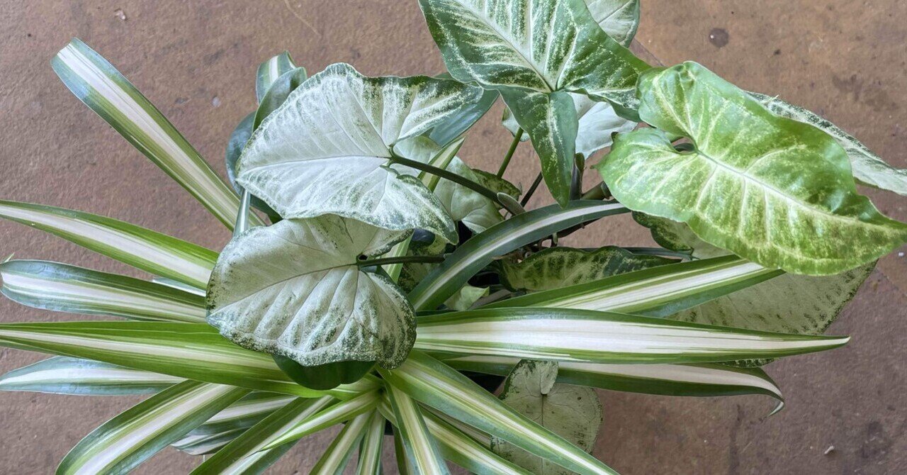 獲物の分け前～ザ・ルースターズ『THE ROOSTERS(Z) OFFICAL