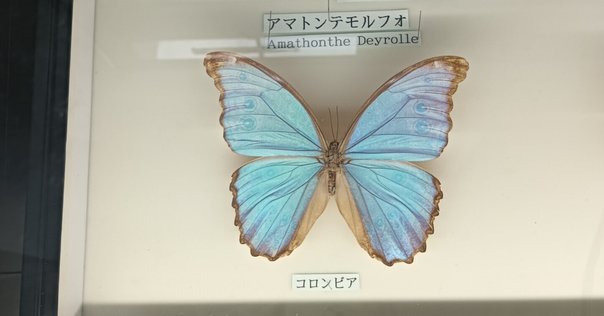 あつ森から学ぶ生物の話！】世界一美しい蛾！！宝石として扱われ