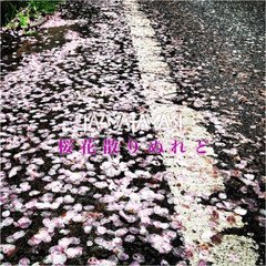 桜花散りぬれど / Acoustic (ボイスメモ一発録り)