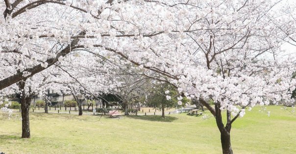 浜学園　2020年灘中試験当日　ミニ講義 浜学園 小6灘コース 日特前期、後期、入試直前特訓