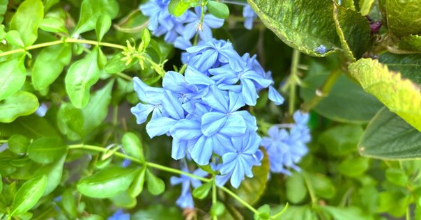 藍の色が写真に出ませんが本藍そのものの色です。 藍の色が写真に出ませんが本藍そのものの色です。