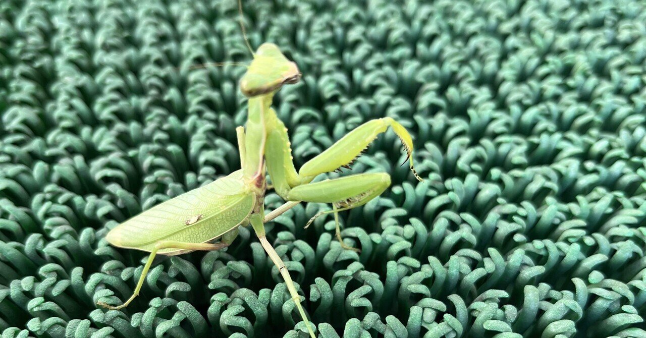 洋書　MANTODEA カマキリ I was tempted by the mantis section of an insect shop. - YouTube
