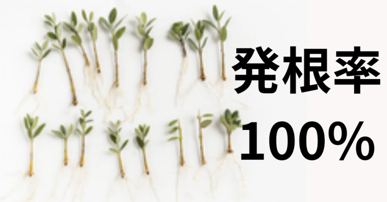 オリーブ挿木、発根率100%達成しました｜テレワークで「副業農家」に