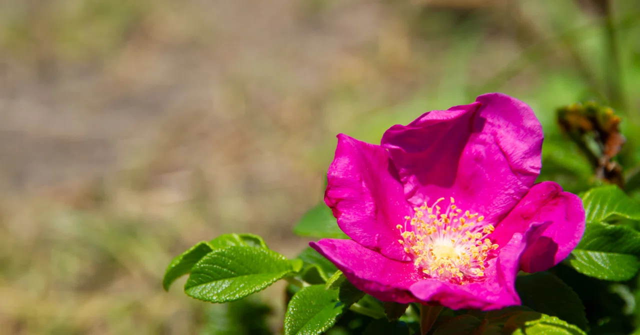 Rugosa Roses and Little Rabbits｜coomomoおおはたゆうこ