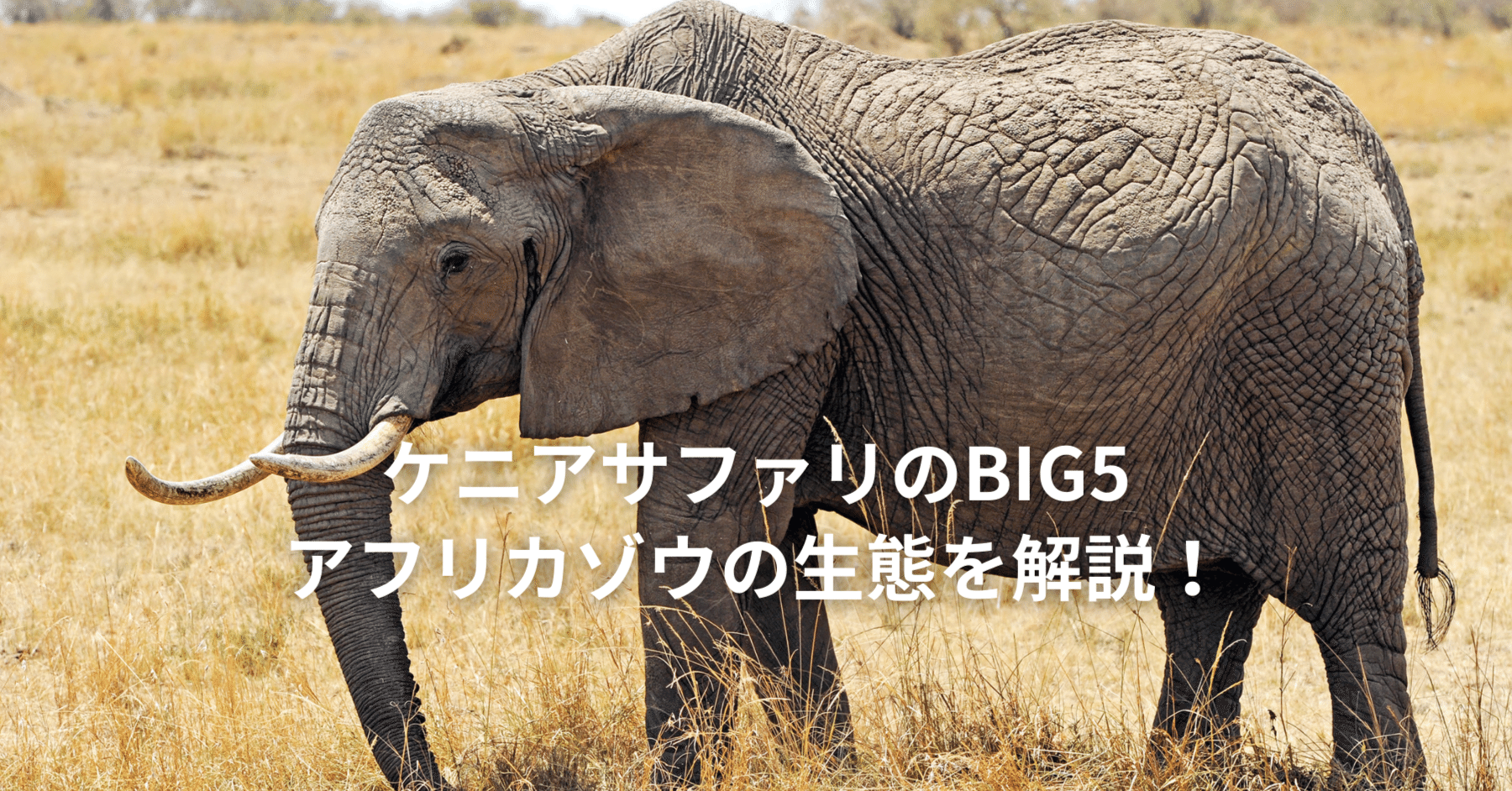 ケニアサファリのBIG5】サファリで必ず会いたい！アフリカゾウの魅力と