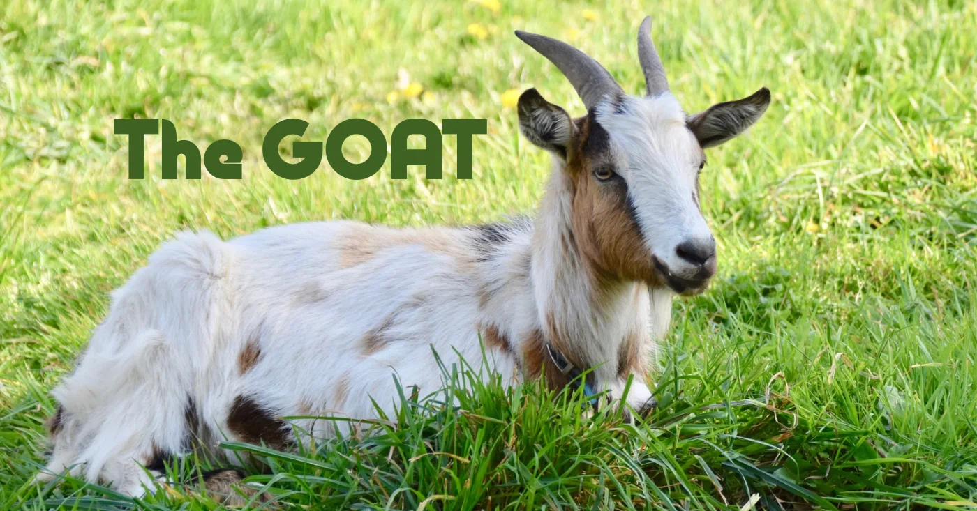 goat 意味