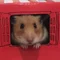 やぶれん