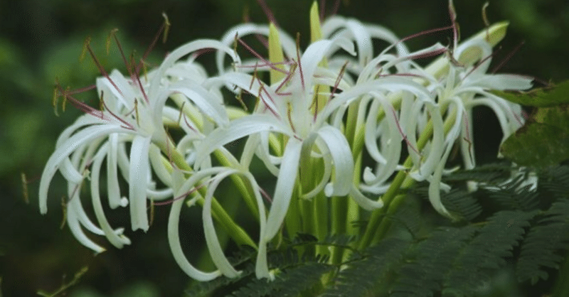 はまゆうの花が咲きました！