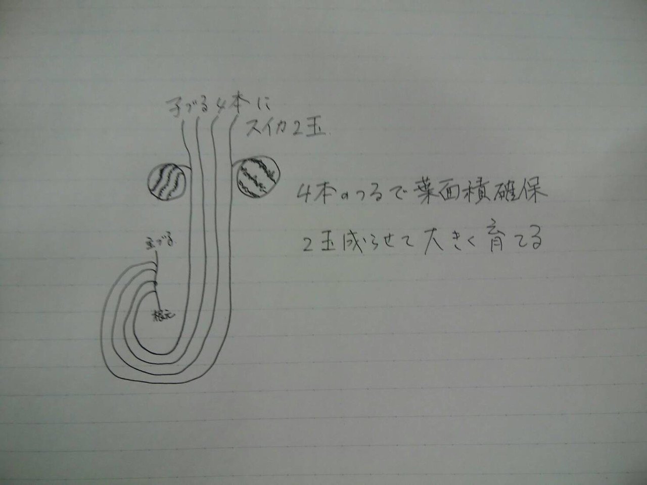 スイカの4本整枝 オオハラケイ 鳥取で新規就農 Note スイカの4本整枝 オオハラケイ 鳥取で新規就農 Note