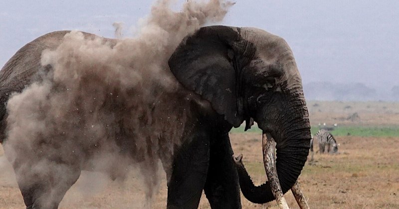 武田ちょっこ＊まるまるサファリの本｜note