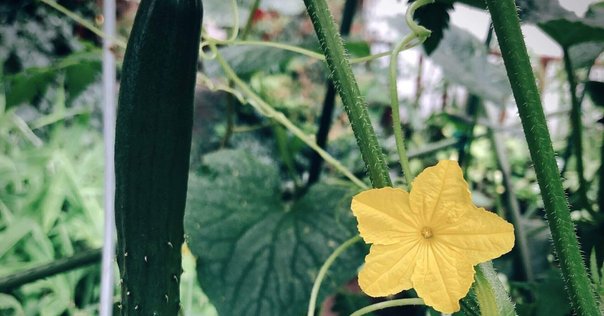 アート思考で磨く「イノベーションの種」を見つける力｜長谷川一