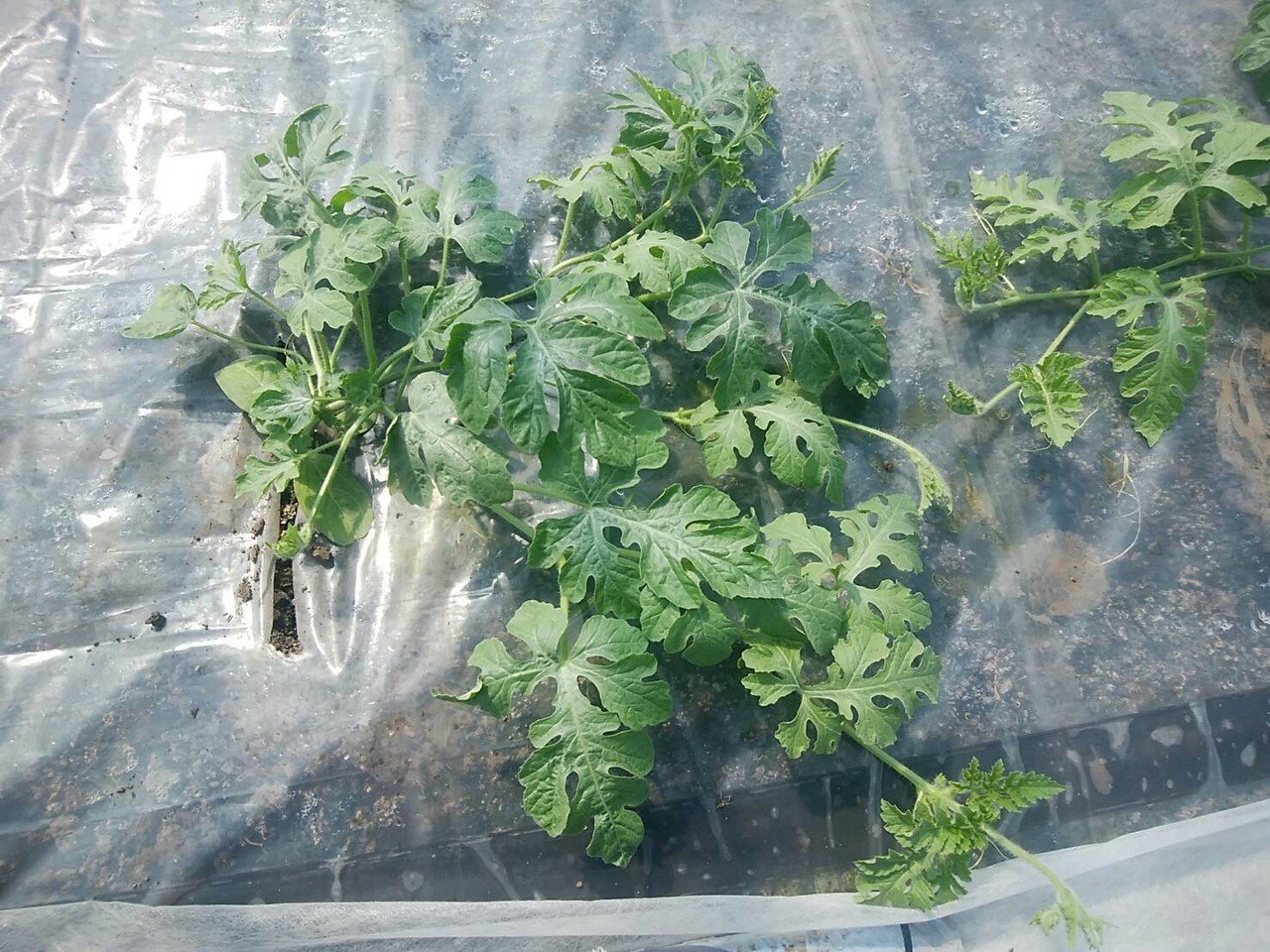 スイカの4本整枝 オオハラケイ 鳥取で新規就農 Note スイカの4本整枝 オオハラケイ 鳥取で新規就農 Note